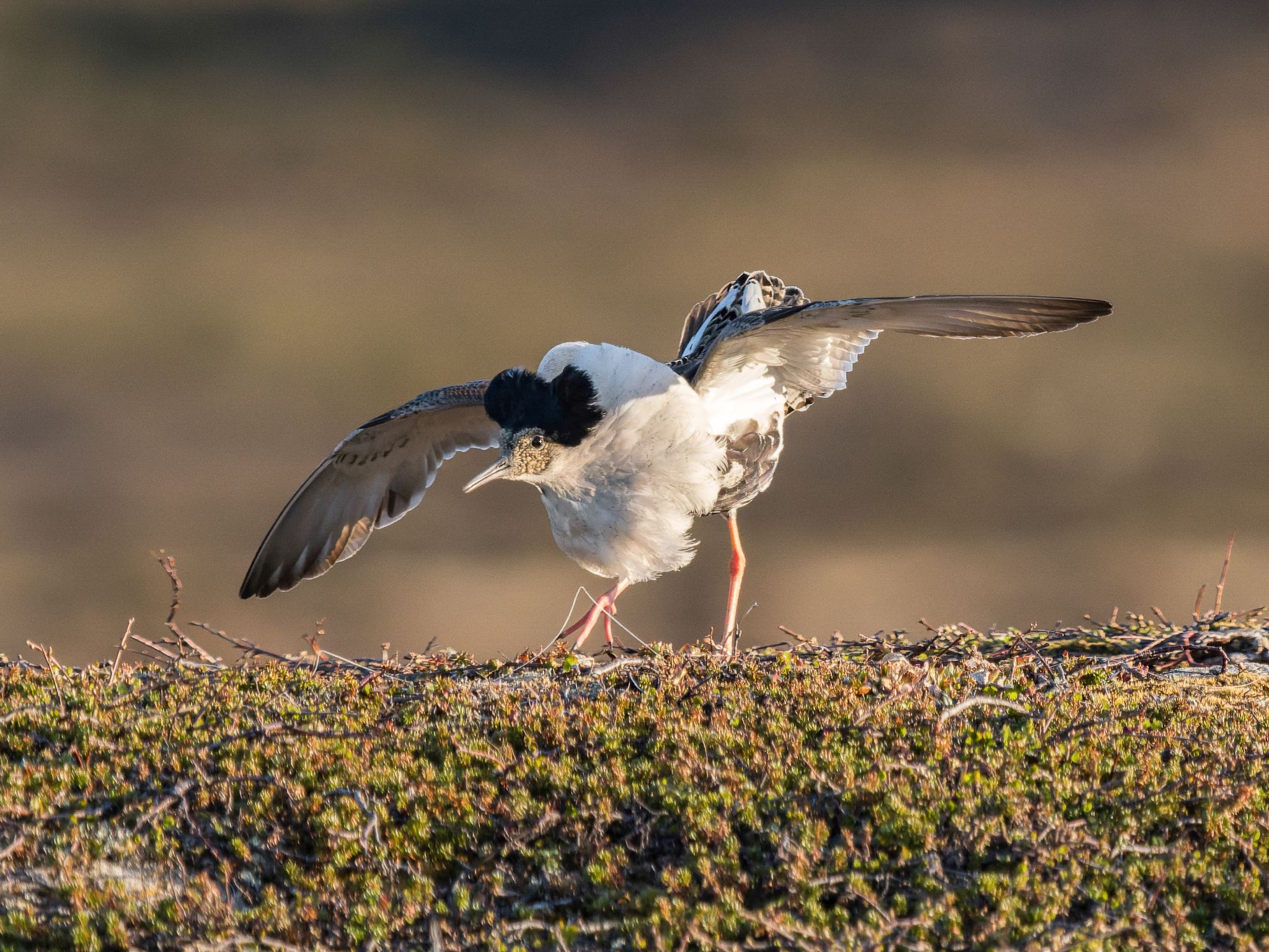 Kampfläufer